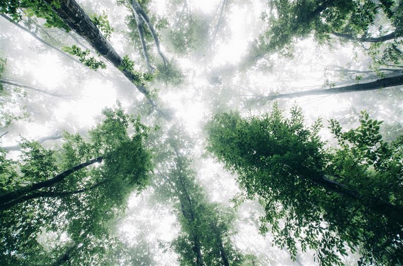 Forest canopy for carbon removal projects